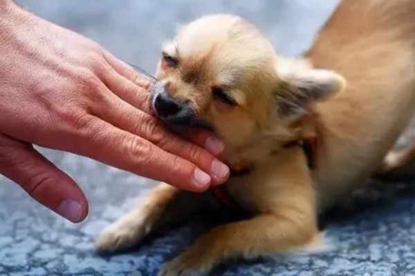 狗狗为什么会假装咬主人,它认为这是在和你玩耍