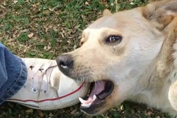 狗狗为什么会假装咬主人,它认为这是在和你玩耍