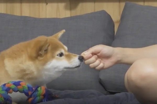 狗狗为什么会假装咬主人,它认为这是在和你玩耍