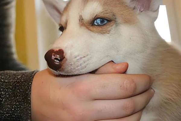 狗狗为什么会假装咬主人,它认为这是在和你玩耍