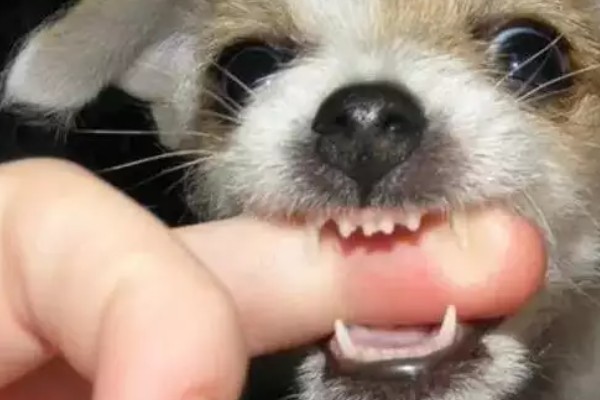 狗狗为什么会假装咬主人,它认为这是在和你玩耍