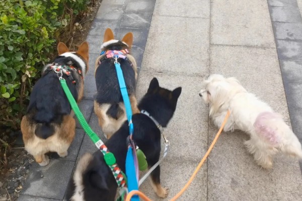 狗狗为什么会假装咬主人,它认为这是在和你玩耍