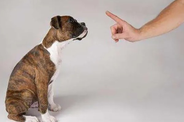 狗狗为什么会假装咬主人,它认为这是在和你玩耍