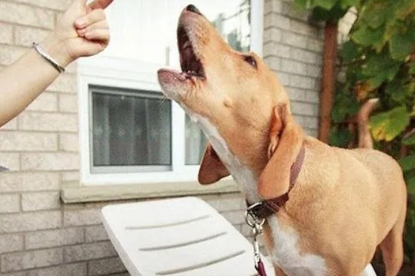 狗狗为什么会假装咬主人,它认为这是在和你玩耍