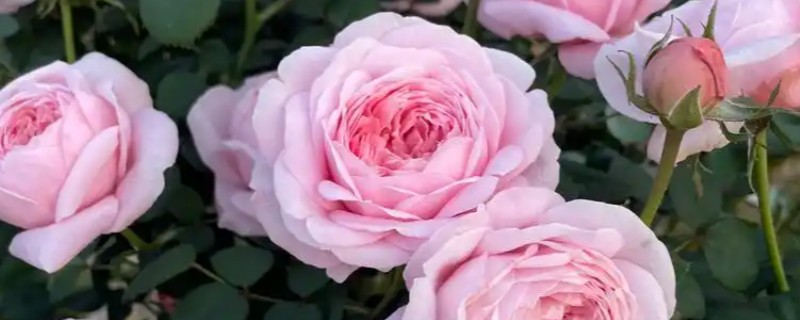 瑞典女王月季的养殖方法，生长盛期每个月追施一次复合肥