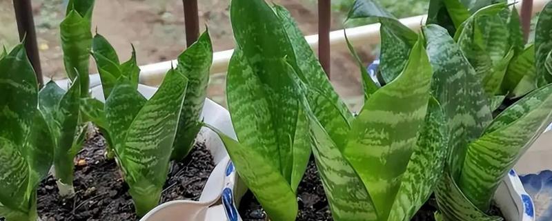 虎皮兰的品种，常见的有金边虎皮兰、圆叶虎皮兰等