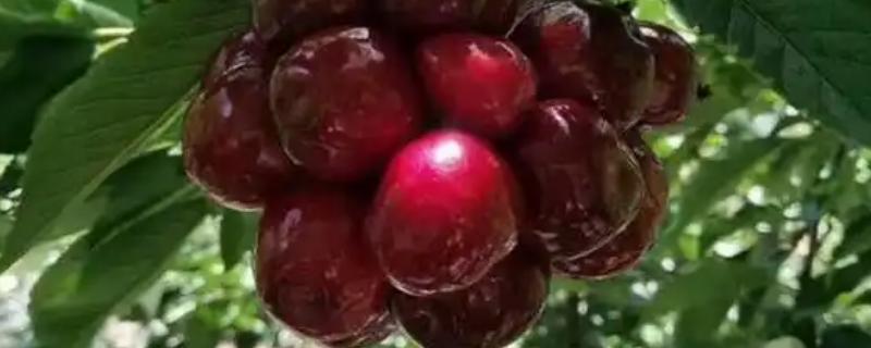 瑞德大樱桃的简介，从美国引进属于中早熟品种