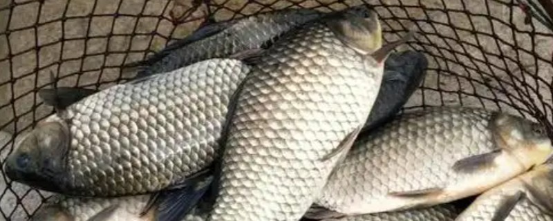 有哪些河鱼，有军鱼、鲤鱼、鲫鱼等