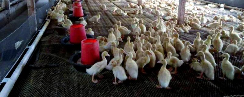 肉鸭的营养需要，需要蛋白质和氨基酸