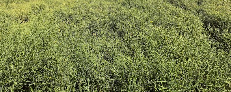 油菜杆开裂的原因,缺硼、受冻等因素都会引起