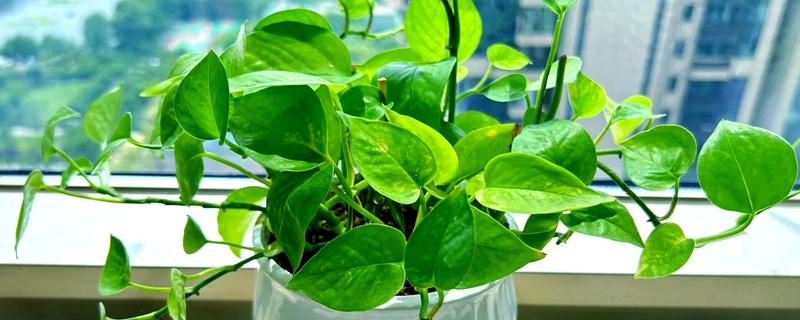 夏天绿萝叶子发黄怎么处理，需要及时遮阴
