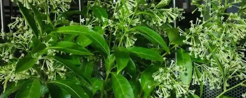 夜来香能晒吗，可以晒