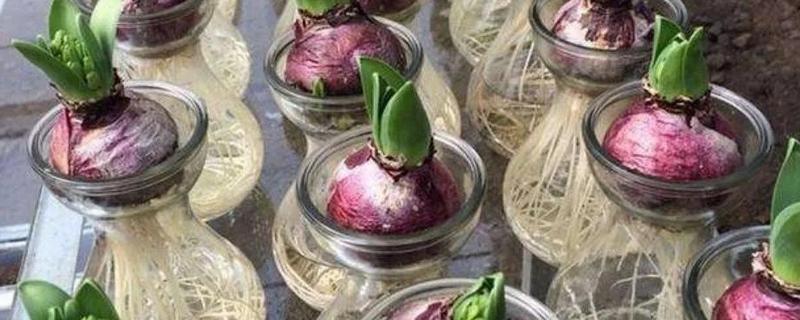 水培风信子多久换水一次，可以5-15天换一次水