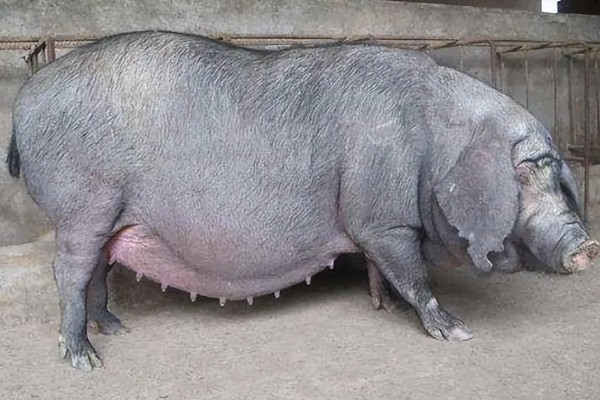 母猪产前10天不进食如何处理，让它适当运动可促进肠胃蠕动和消化