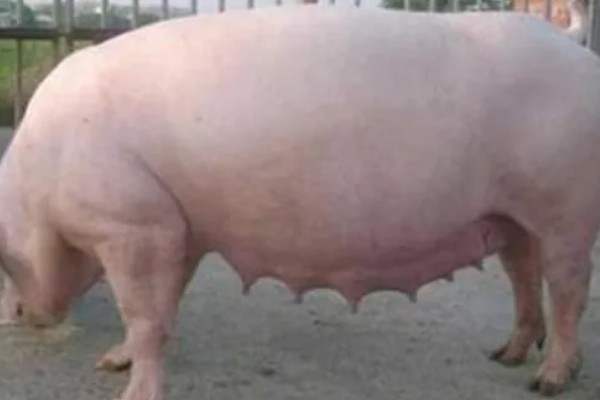 母猪产前10天不进食如何处理，让它适当运动可促进肠胃蠕动和消化