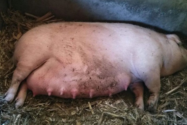 母猪产前10天不进食如何处理，让它适当运动可促进肠胃蠕动和消化