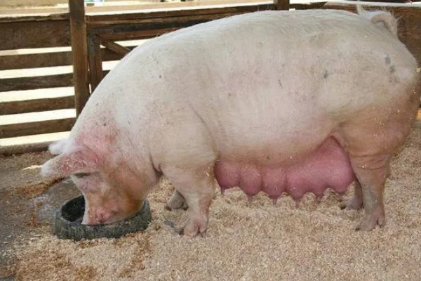 母猪产前10天不进食如何处理，让它适当运动可促进肠胃蠕动和消化