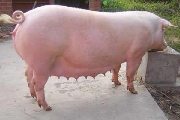 母猪产前10天不进食如何处理，让它适当运动可促进肠胃蠕动和消化