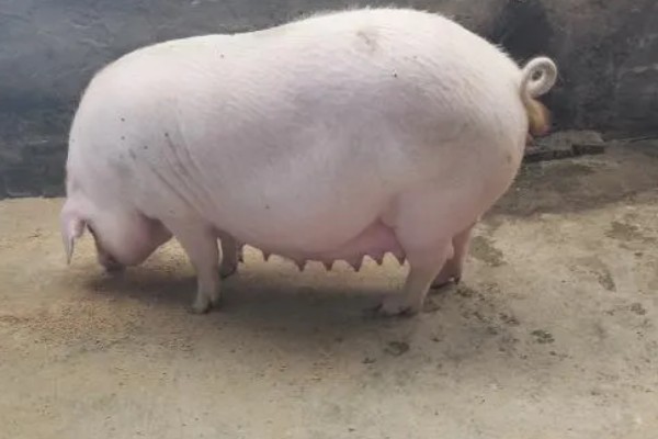 母猪产前10天不进食如何处理，让它适当运动可促进肠胃蠕动和消化