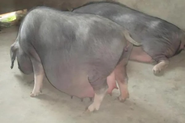 母猪产前10天不进食如何处理，让它适当运动可促进肠胃蠕动和消化