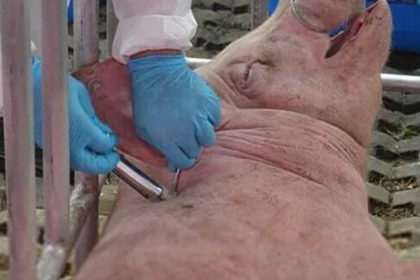 母猪产前10天不进食如何处理，让它适当运动可促进肠胃蠕动和消化