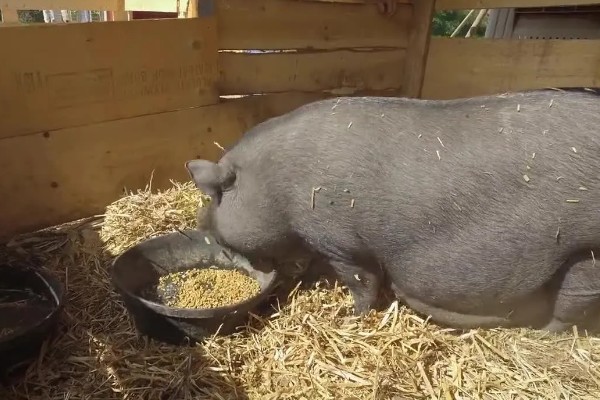 母猪产前10天不进食如何处理，让它适当运动可促进肠胃蠕动和消化