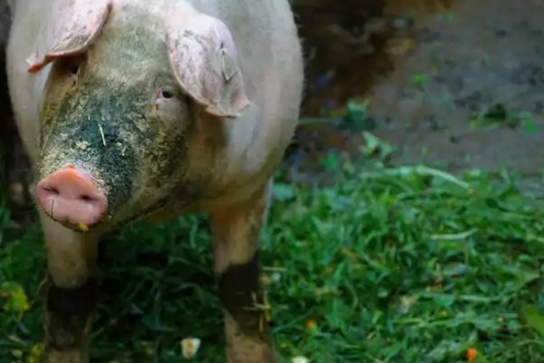 母猪产前10天不进食如何处理，让它适当运动可促进肠胃蠕动和消化