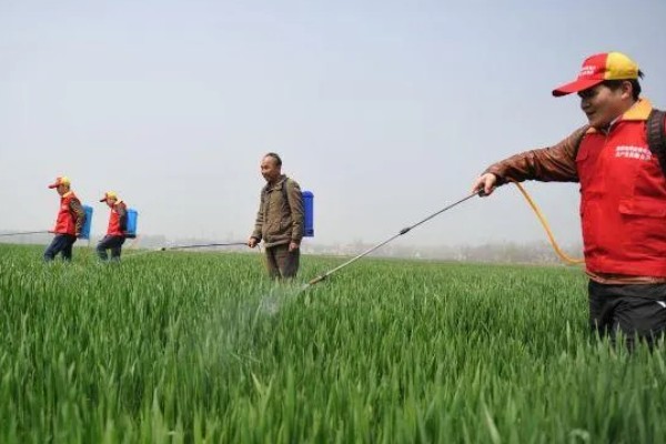 2甲灭草松的防治对象，对水莎草、异型莎草等杂草有效果