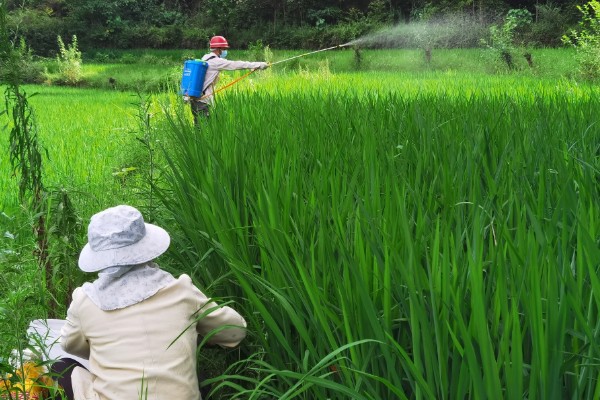 2甲灭草松的防治对象，对水莎草、异型莎草等杂草有效果