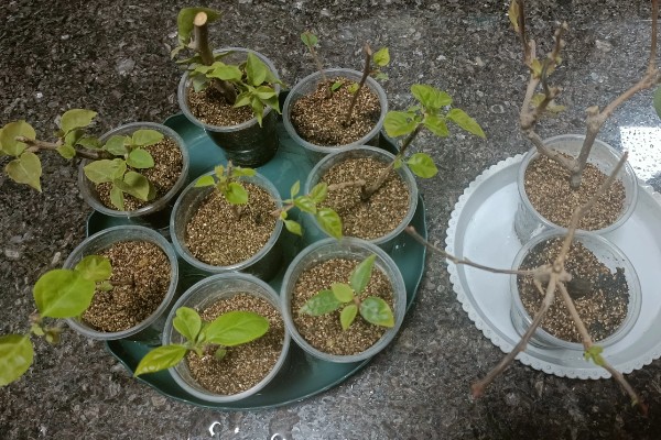 三角梅的扦插时间，一年四季都是可以扦插