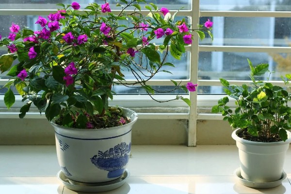 三角梅的扦插时间，一年四季都是可以扦插