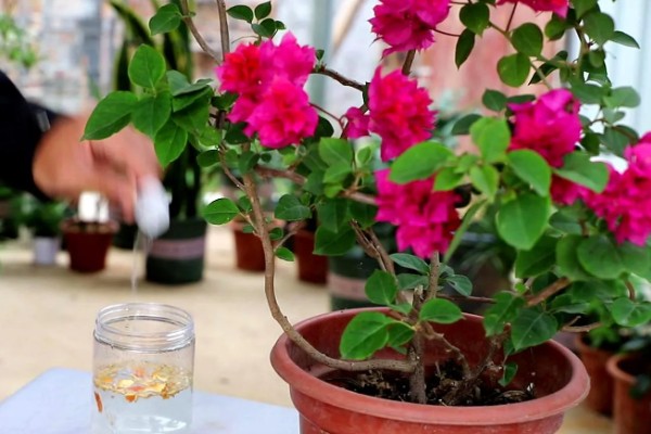 三角梅的扦插时间，一年四季都是可以扦插