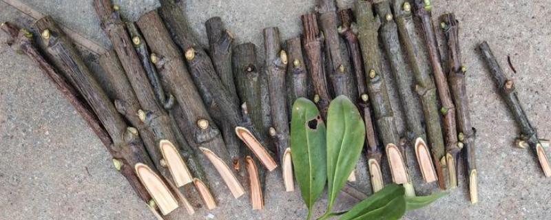 山竹如何繁殖，可扦插也可嫁接