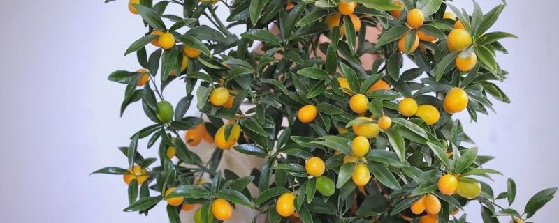 金桔剪枝剪光了还可以发芽吗，是可以长出新芽的
