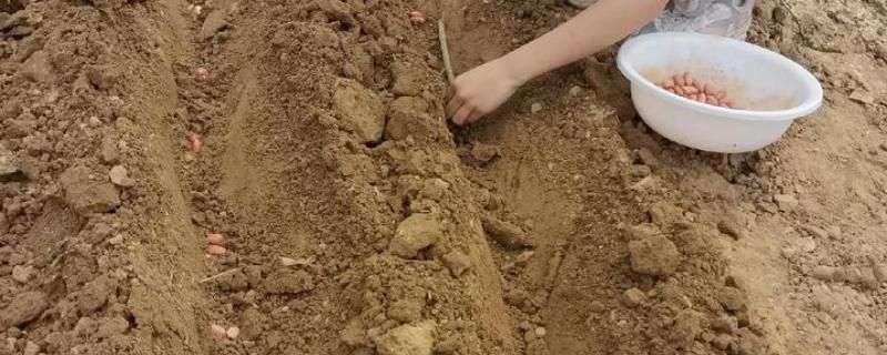 花生的种植方法，每穴播种两粒