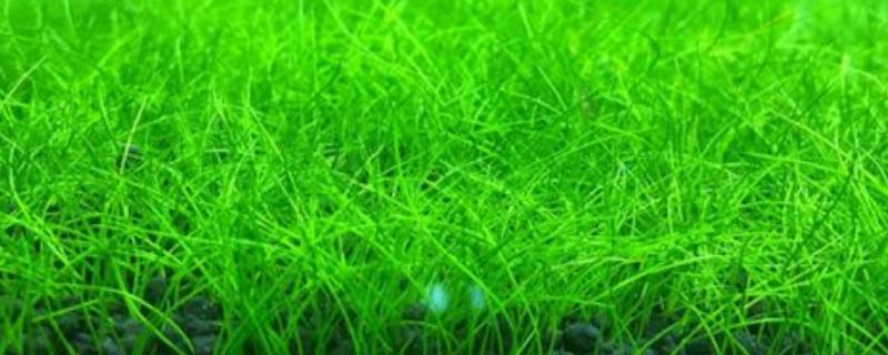 迷你牛毛的养殖方法，每隔3-4天更换一次清水