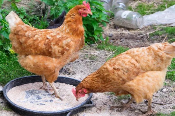 母鸡生软壳蛋如何解决,需要增加饲料中钙和磷元素