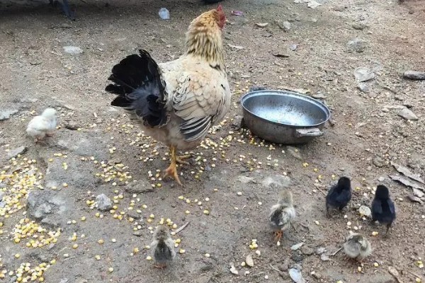 母鸡生软壳蛋如何解决,需要增加饲料中钙和磷元素