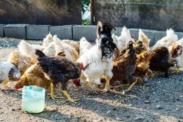 母鸡生软壳蛋如何解决,需要增加饲料中钙和磷元素