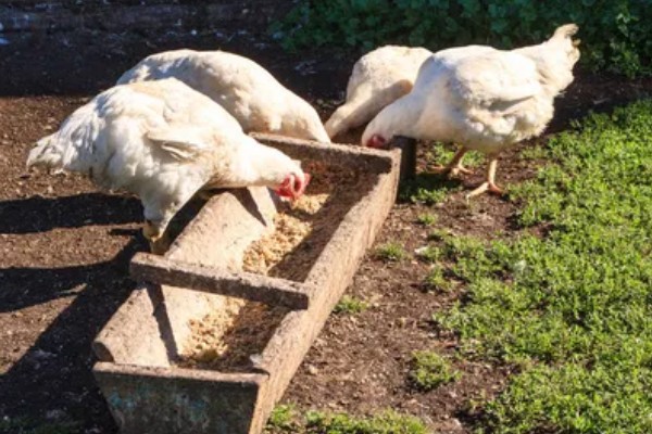 母鸡生软壳蛋如何解决,需要增加饲料中钙和磷元素