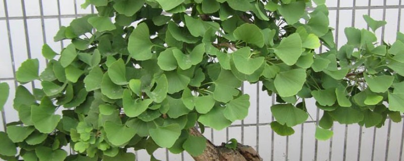 为什么家中不能种银杏树，因为家中空间有限