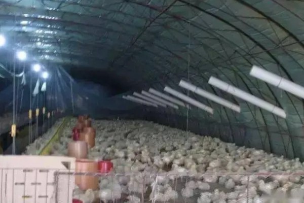 母鸡生软壳蛋如何解决,需要增加饲料中钙和磷元素