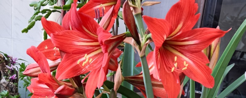 朱顶红夏天怕不怕晒，不怕晒