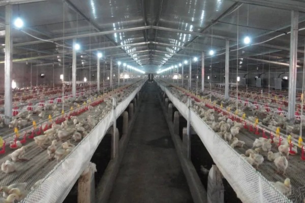 母鸡生软壳蛋如何解决,需要增加饲料中钙和磷元素