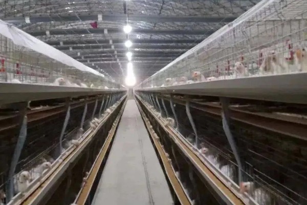 母鸡生软壳蛋如何解决,需要增加饲料中钙和磷元素