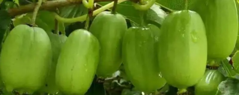 软枣猕猴桃是雌雄同株吗，不是雌雄同株
