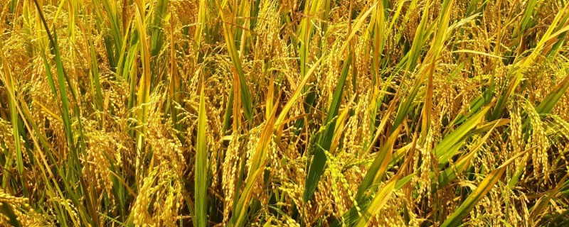 水稻起源于哪里，原产于中国和印度