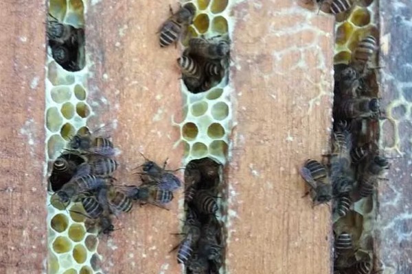 自然王台封盖几天出台,封盖8天左右之后就会出台