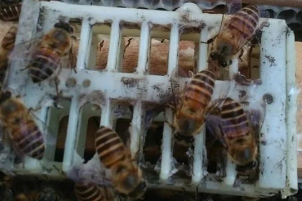 自然王台封盖几天出台,封盖8天左右之后就会出台