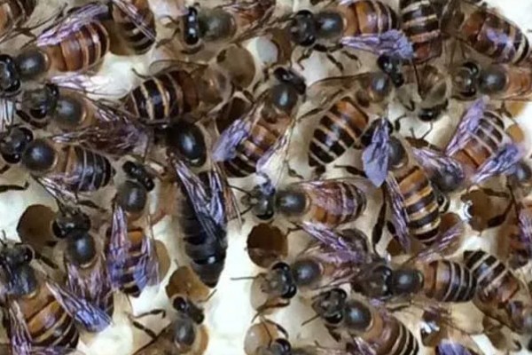 自然王台封盖几天出台,封盖8天左右之后就会出台